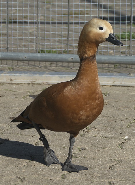 体条件